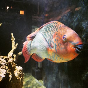 Parrot Fish, Key West Aquarium