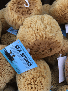 Key West sponge market