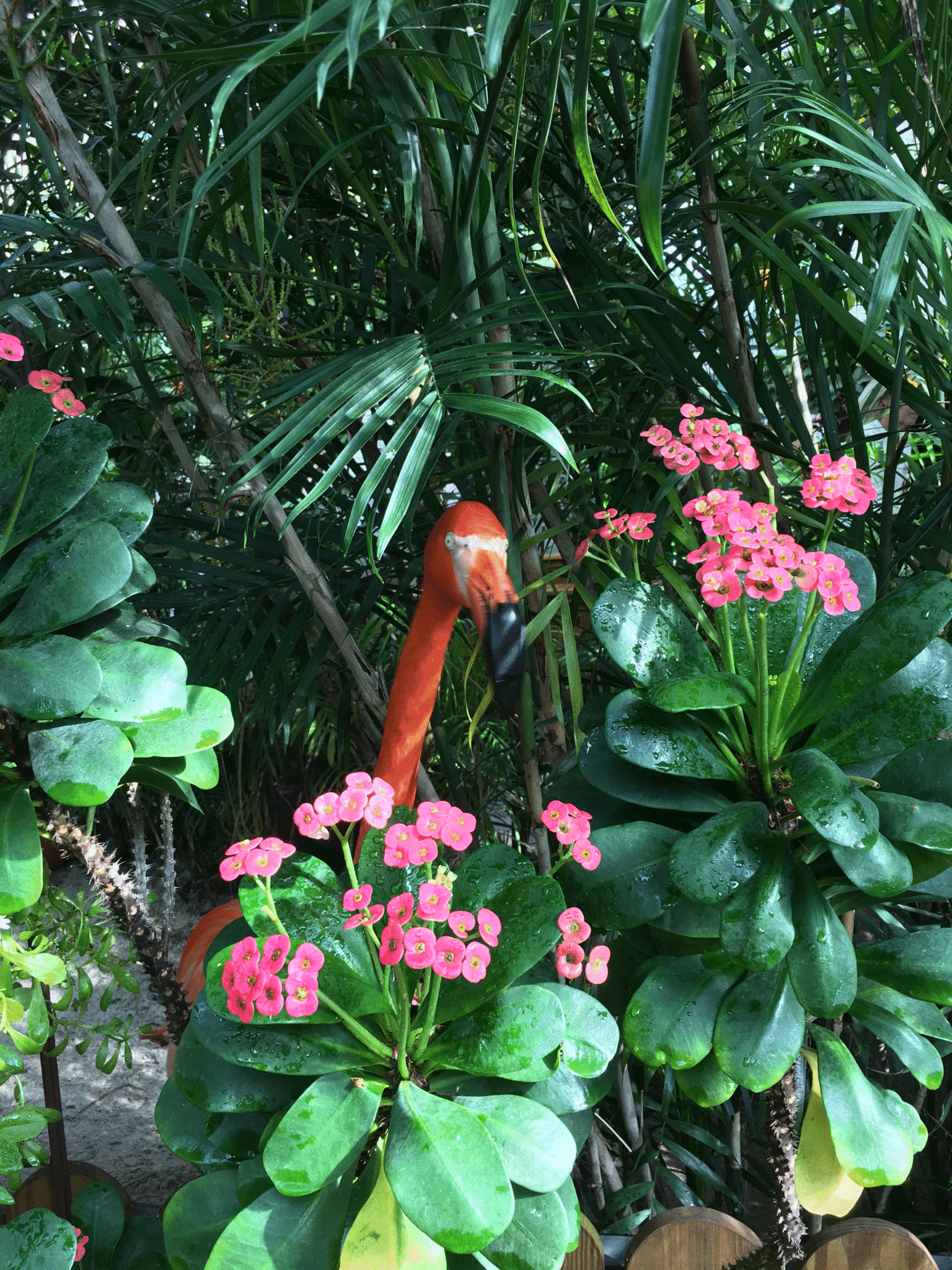 The Key West Butterfly & Nature Conservatory – A Magical Place