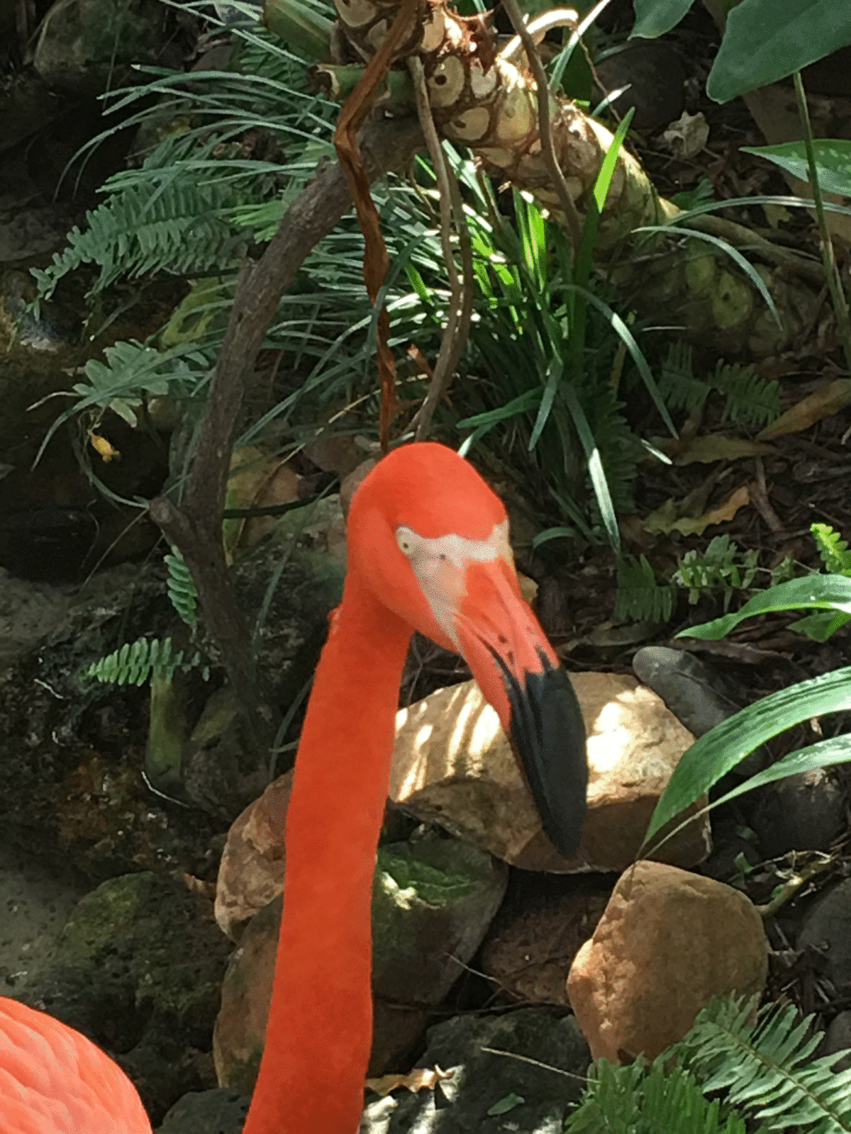 The Key West Butterfly & Nature Conservatory A Magical Place Fun in