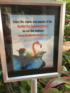 key west butterfly & nature conservatory