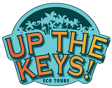 Checking In With Up the Keys