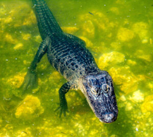 Blue home Florida Keys alligator