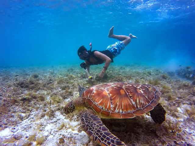 man snorkeling in the water by a sea turtle