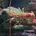 When is Lobster Season in Key West? The Ultimate Guide