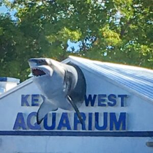 photo of a shark coming out of a building- the back side of the key west aquarium