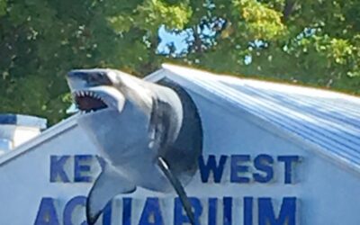 Key West Aquarium: The Wild History Behind the Sharks