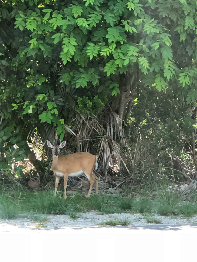 key deer along the road in big pine key
